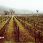 "March Mist" Napa Valley, California