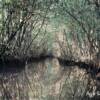 "Reflections", 
Florida Everglades