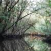 "Reflections II" Florida Everglades