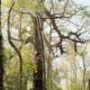 Bald Cypress, Florida Everglades