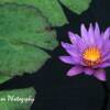 "Beauty & the Leaf" Naples, Florida