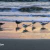 "Sunrise", St. Augustine Beach, Florida