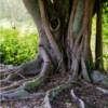 "Old Banyan", Naples, Florida